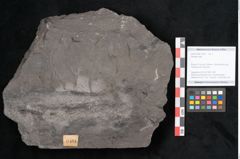 Foto (Objekt + Etikett) von Plantae indet.  (NHMW-GEO-2024-0188-11494)